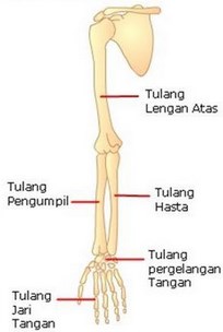 Detail Gambar Lengan Atas Nomer 12