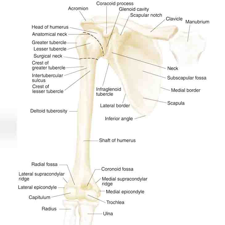 Detail Gambar Lengan Atas Nomer 23