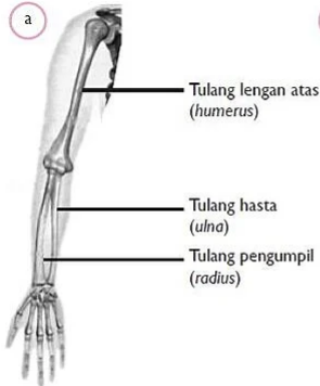 Detail Gambar Lengan Atas Nomer 25