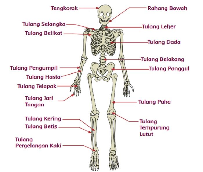 Detail Gambar Lengan Atas Nomer 28