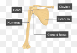 Detail Gambar Lengan Atas Nomer 53