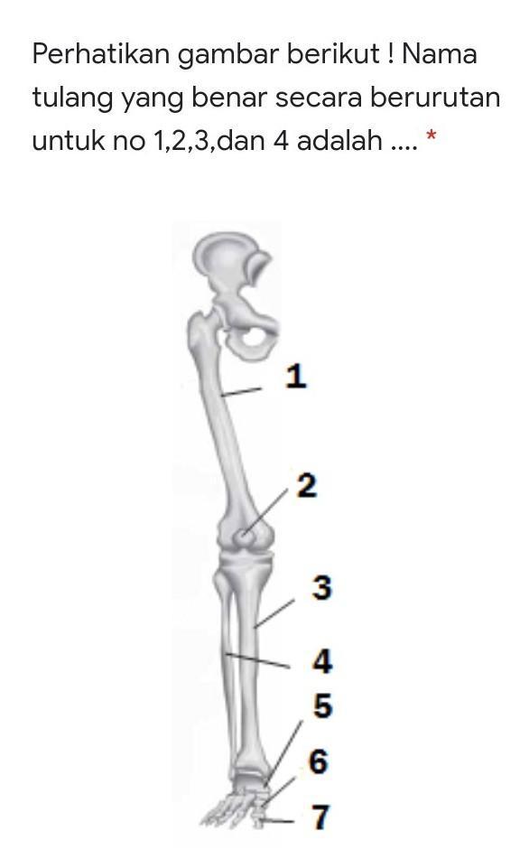 Detail Gambar Lengan Atas Nomer 55