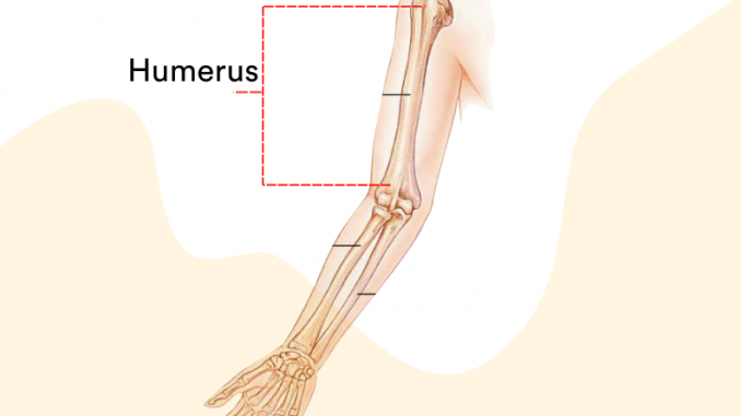 Detail Gambar Lengan Atas Nomer 10