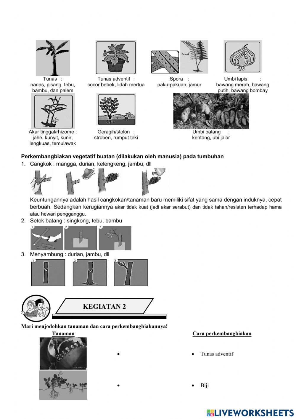 Detail Gambar Lengkeng Hitam Putih Nomer 42