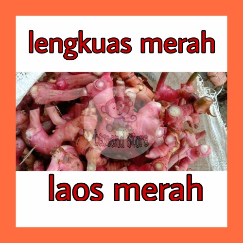 Detail Gambar Lengkuas Merah Nomer 37