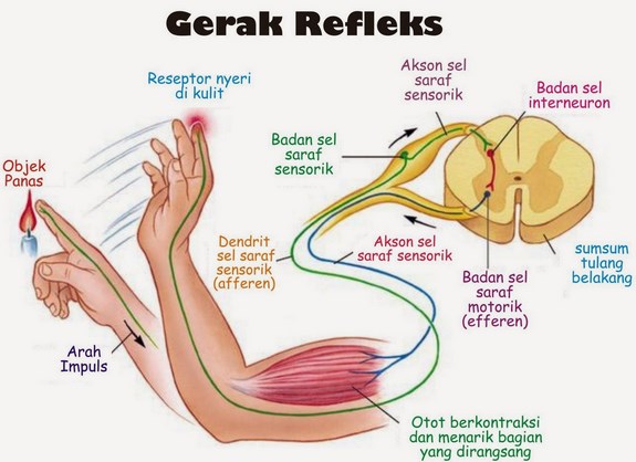 Detail Gambar Lengkung Refleks Nomer 4