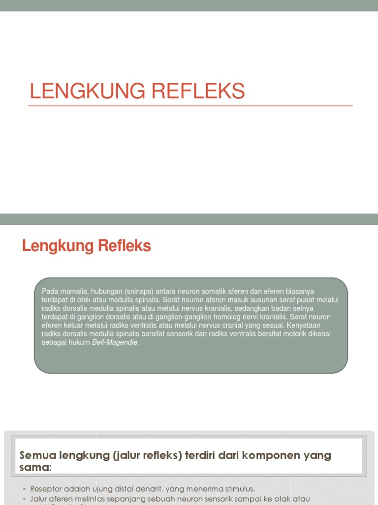 Detail Gambar Lengkung Refleks Nomer 38