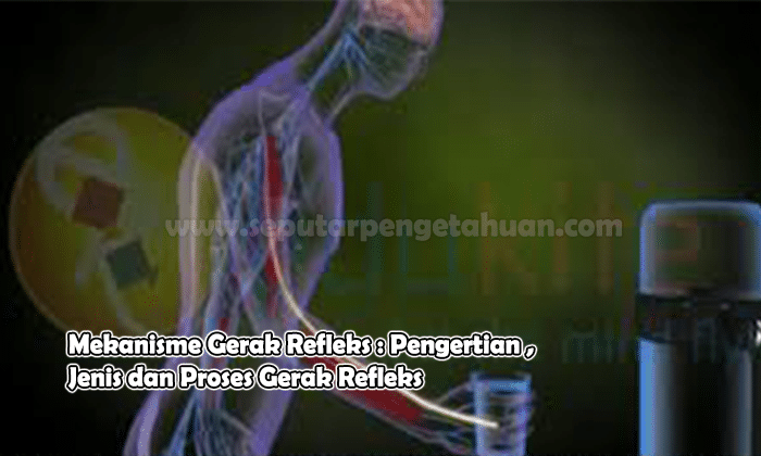 Detail Gambar Lengkung Refleks Nomer 41