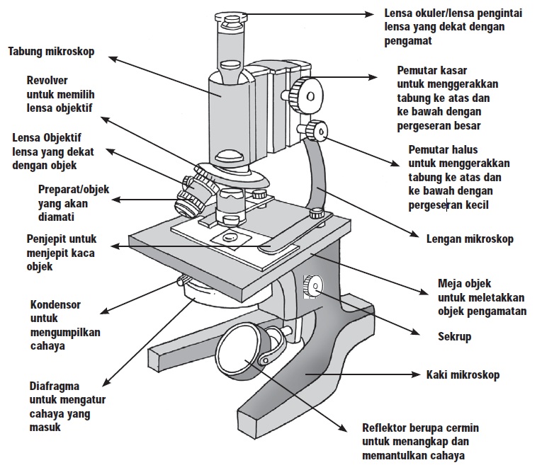 Detail Gambar Lensa Okuler Nomer 47