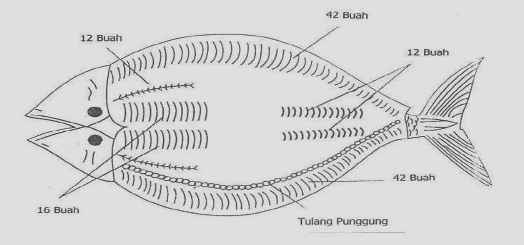 Detail Gambar Letak Duri Ikan Bandeng Nomer 2