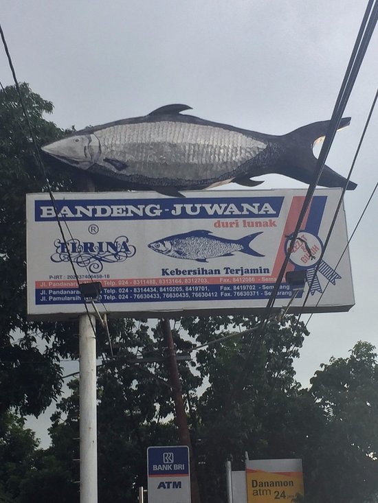 Detail Gambar Letak Duri Ikan Bandeng Nomer 36