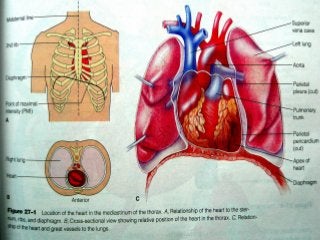 Detail Gambar Letak Jantung Nomer 25