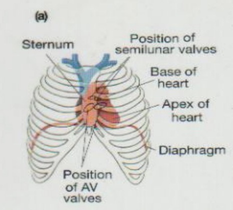 Detail Gambar Letak Jantung Nomer 27