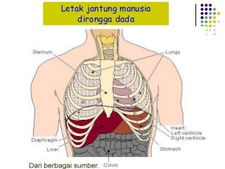 Detail Gambar Letak Jantung Nomer 34