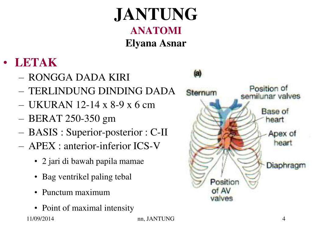 Detail Gambar Letak Jantung Nomer 46