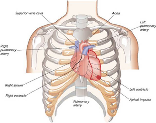 Detail Gambar Letak Jantung Nomer 7