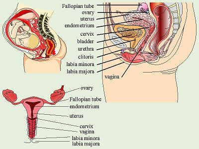 Detail Gambar Letak Rahim Nomer 16