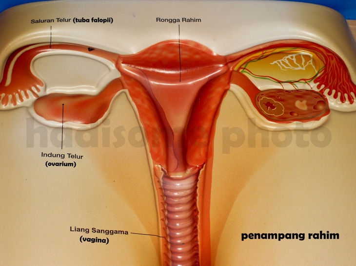 Detail Gambar Letak Rahim Nomer 47