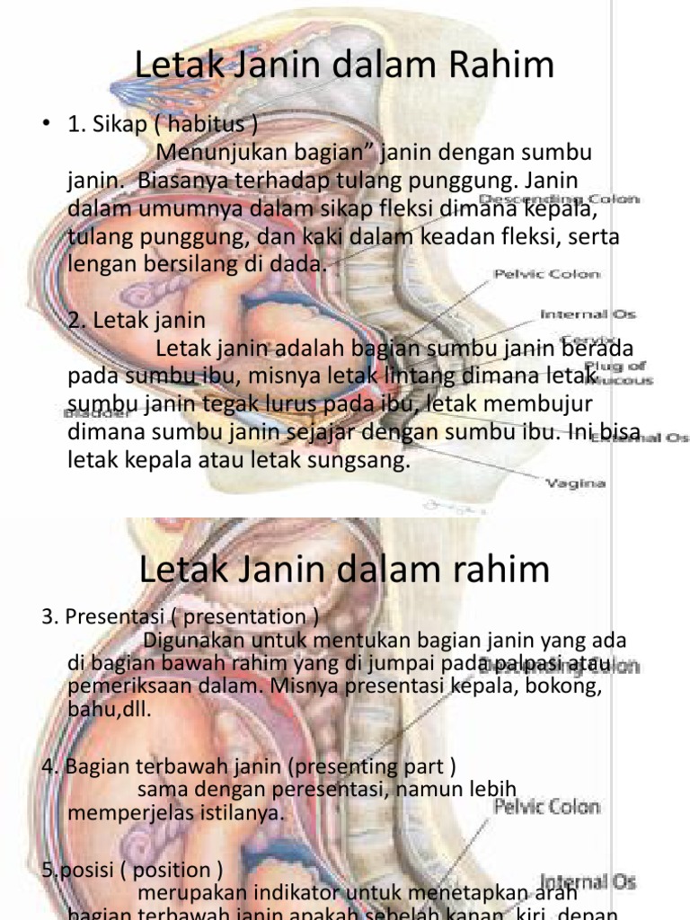 Detail Gambar Letak Rahim Nomer 51