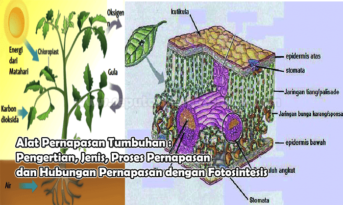 Detail Gambar Letak Udara Di Tumbuhan Nomer 14