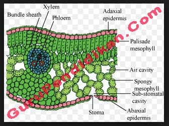 Detail Gambar Letak Udara Di Tumbuhan Nomer 18