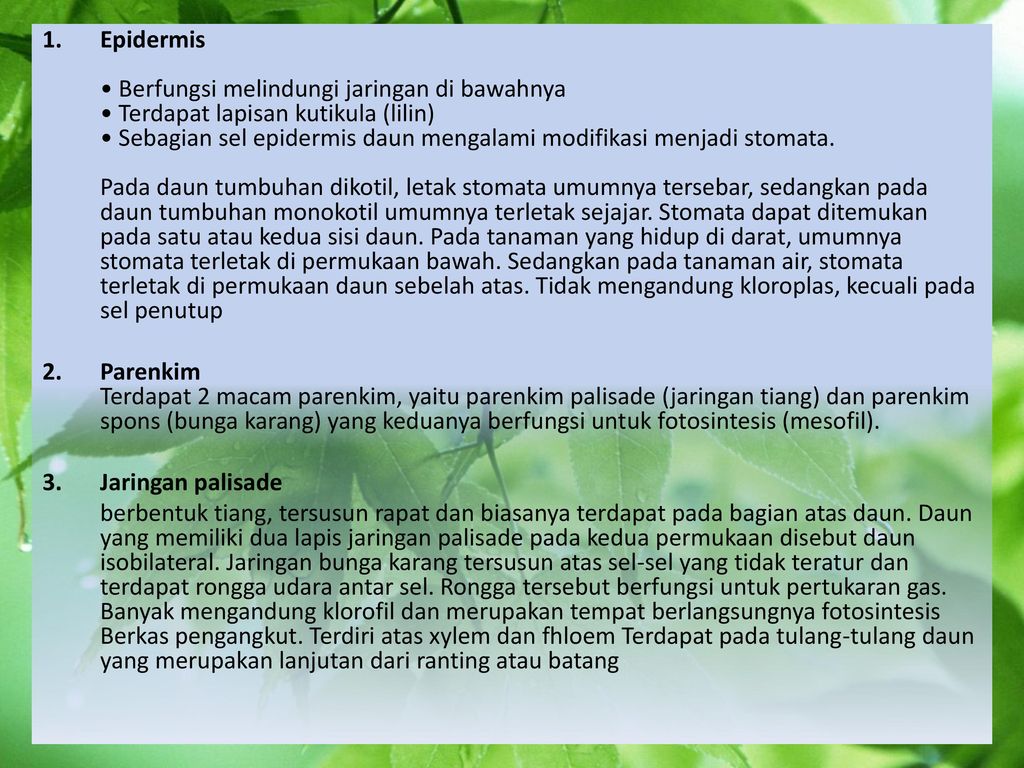 Detail Gambar Letak Udara Di Tumbuhan Nomer 22