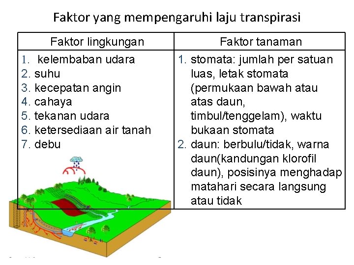 Detail Gambar Letak Udara Di Tumbuhan Nomer 23