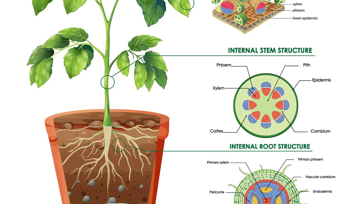 Detail Gambar Letak Udara Di Tumbuhan Nomer 26
