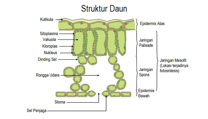 Detail Gambar Letak Udara Di Tumbuhan Nomer 45