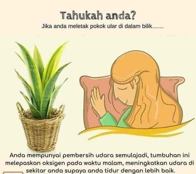 Detail Gambar Letak Udara Di Tumbuhan Nomer 8