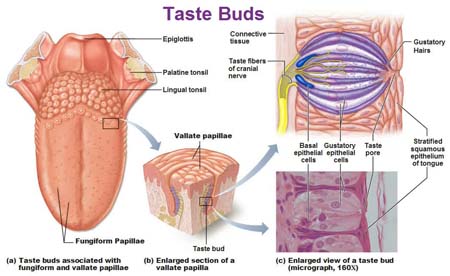 Detail Gambar Lidah Bagian Dalam Nomer 30