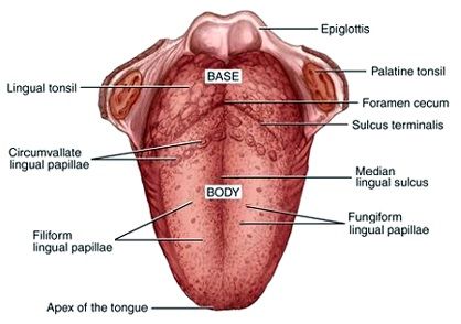 Detail Gambar Lidah Bagian Dalam Nomer 10