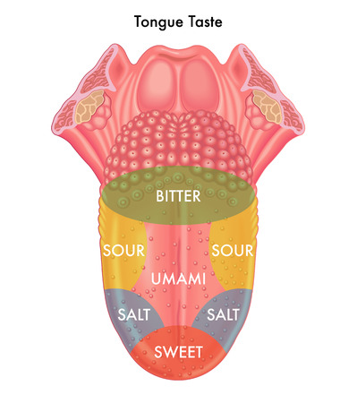 Detail Gambar Lidah Bagian Dalam Rasa Nomer 19