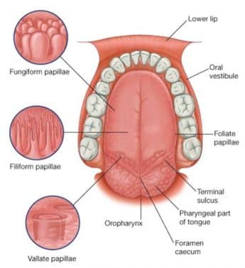 Detail Gambar Lidah Bagian Rasa Nomer 26