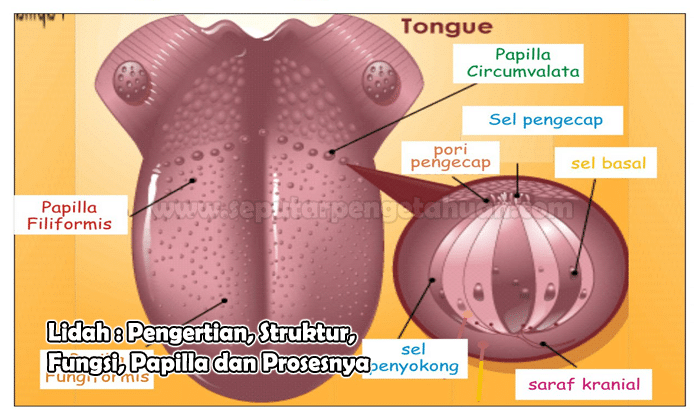 Detail Gambar Lidah Bagian Rasa Nomer 31