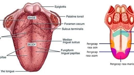 Detail Gambar Lidah Bagian Rasa Nomer 32