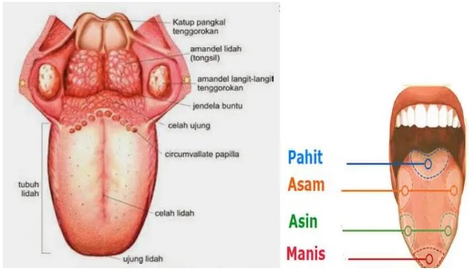 Detail Gambar Lidah Dan Bagiannya Nomer 2