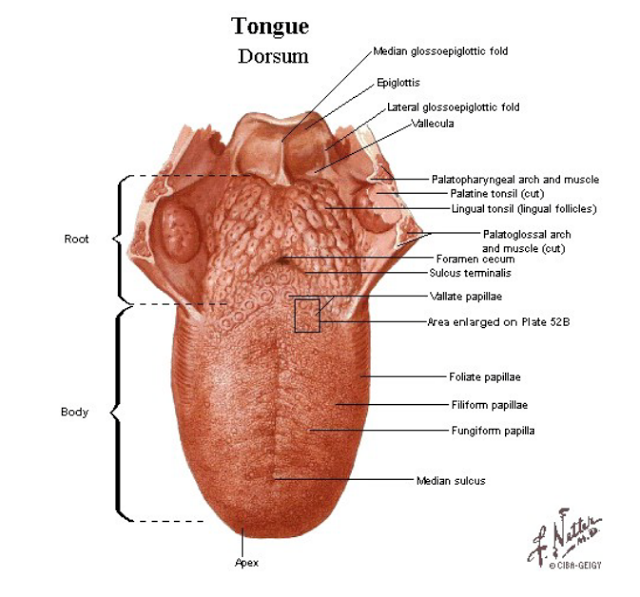 Detail Gambar Lidah Dan Bagiannya Nomer 12