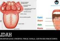 Detail Gambar Lidah Dan Bagiannya Nomer 17