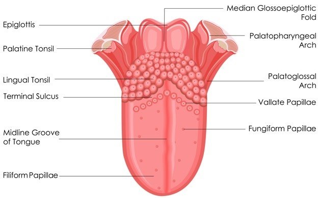 Detail Gambar Lidah Dan Bagiannya Nomer 3