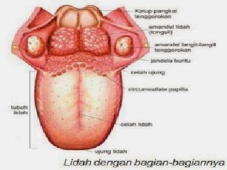 Detail Gambar Lidah Dan Bagiannya Nomer 27