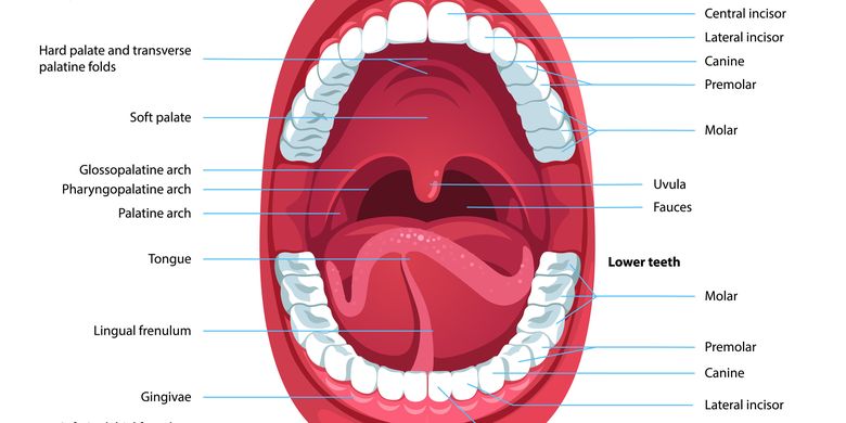 Detail Gambar Lidah Dan Bagiannya Nomer 33