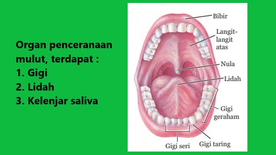 Detail Gambar Lidah Dan Bagiannya Nomer 34