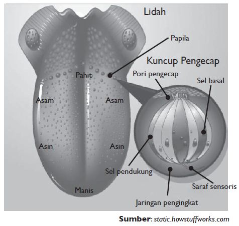 Detail Gambar Lidah Dan Bagiannya Nomer 39