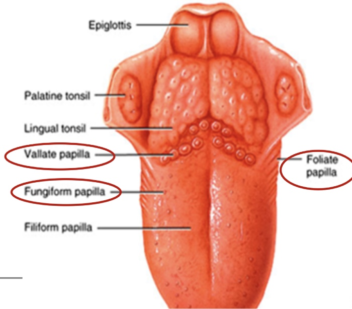 Detail Gambar Lidah Dan Bagiannya Nomer 46