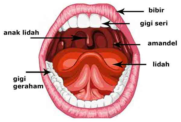Detail Gambar Lidah Dan Bagiannya Nomer 50