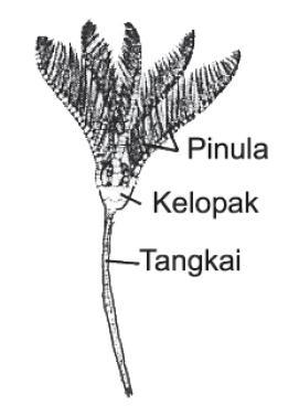 Detail Gambar Lili Laut Nomer 24