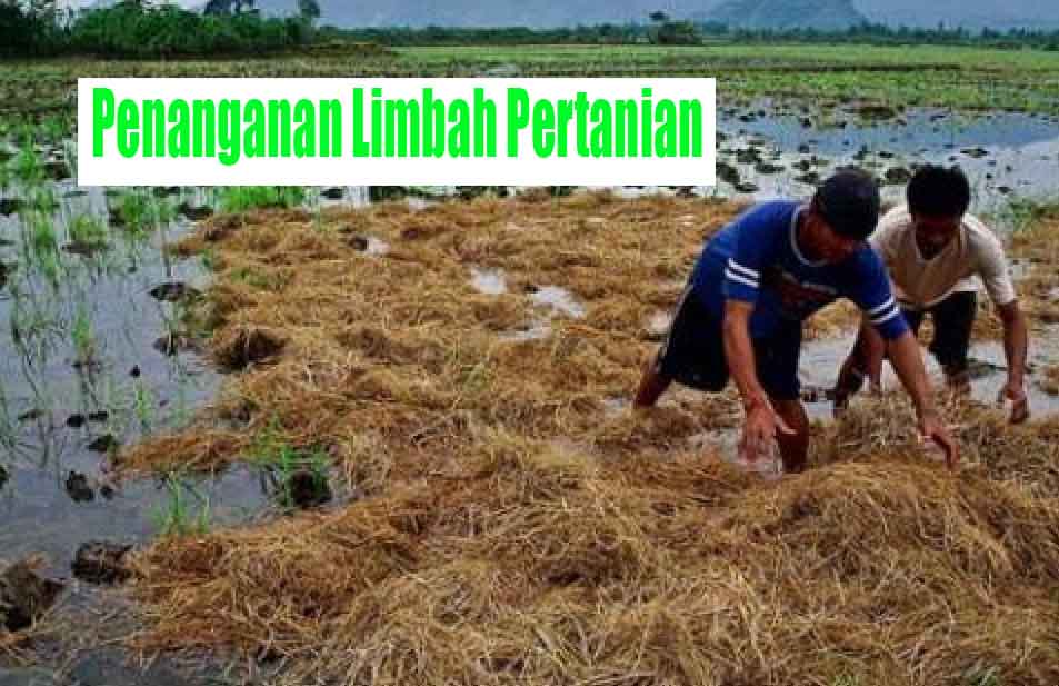 Detail Gambar Limbah Pertanian Nomer 15