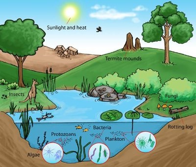 Detail Gambar Lingkungan Biotik Dan Abiotik Nomer 17