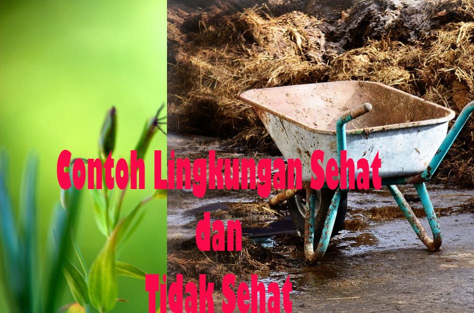 Detail Gambar Lingkungan Sehat Dan Tidak Sehat Nomer 10